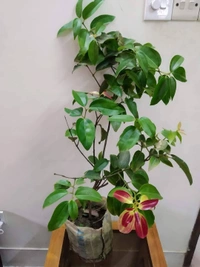 Cinnamon (Daruchini)