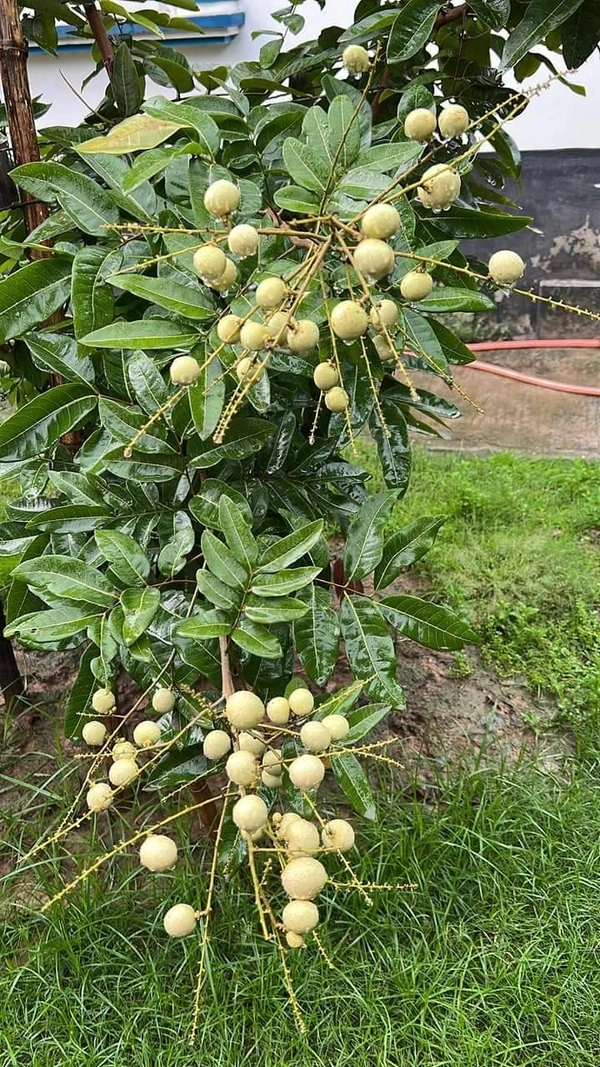 White Longan