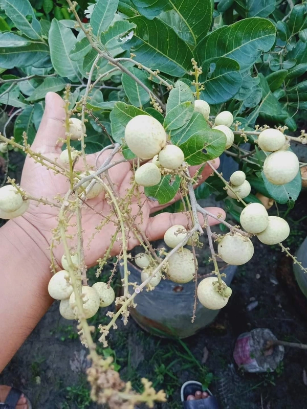 White Longan