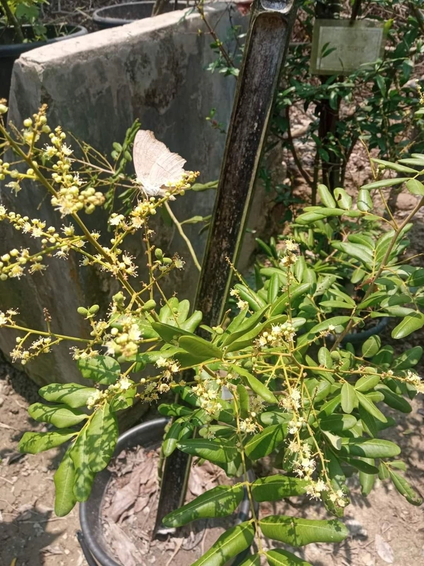 White Longan