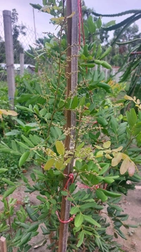 White Longan