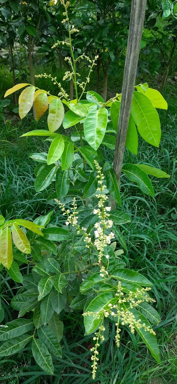 White Longan