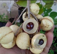 White Longan