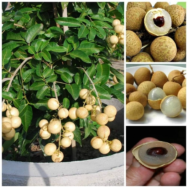 Longan  ( Brown, Thai ) 