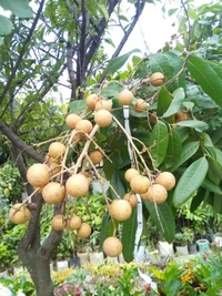 Longan  ( Brown, Thai ) 