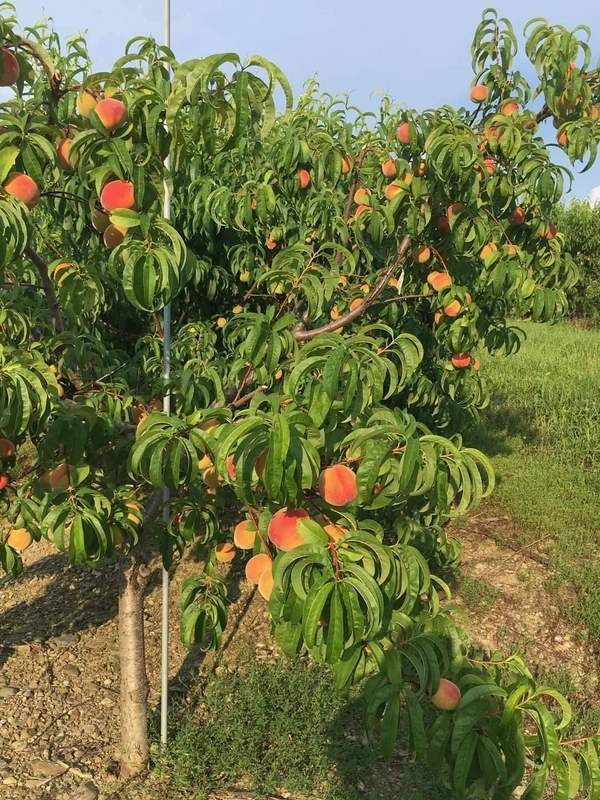 Peach ( Aadu ) 