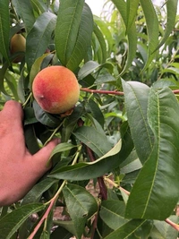 Peach ( Aadu ) 