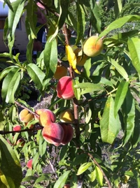 Peach ( Aadu ) 