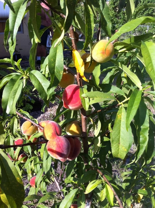 Peach ( Aadu ) 