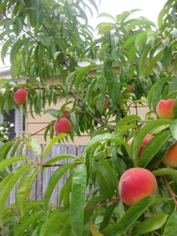 Peach ( Aadu ) 