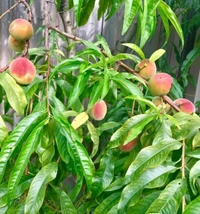 Peach ( Aadu ) 