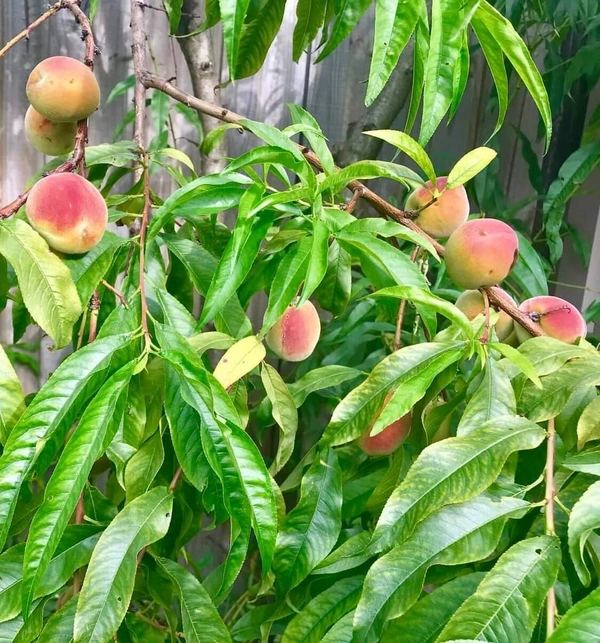 Peach ( Aadu ) 