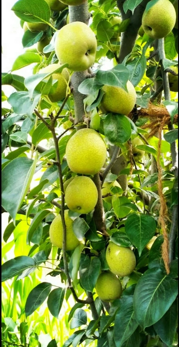 Pear ( Paikham ) 