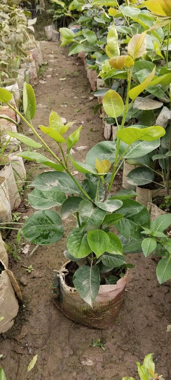 Pear ( Paikham ) 