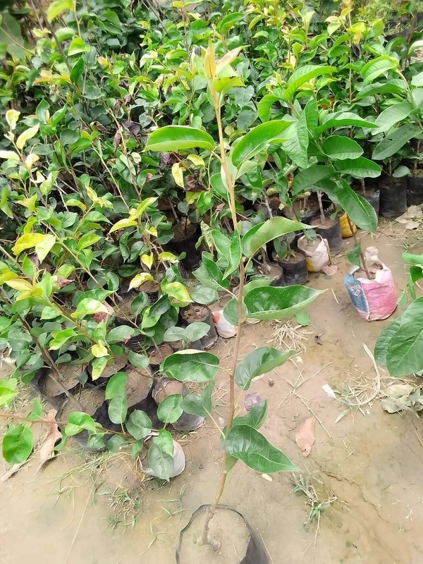 Pear ( Paikham ) 