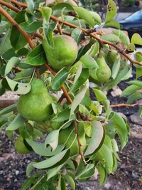 Pear ( Paikham ) 