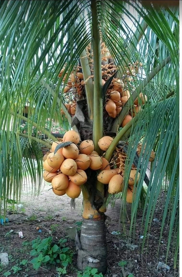 Vietnamese Dwarf - ( Blue Siam ) _ Imported