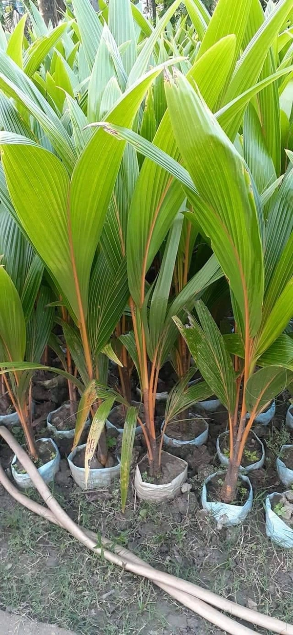Vietnamese Dwarf - ( Blue Siam ) _ Imported