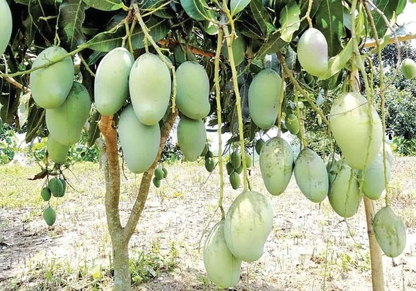 Langda Mango