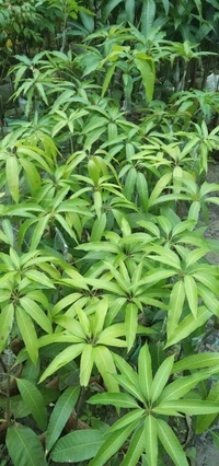 Langda Mango