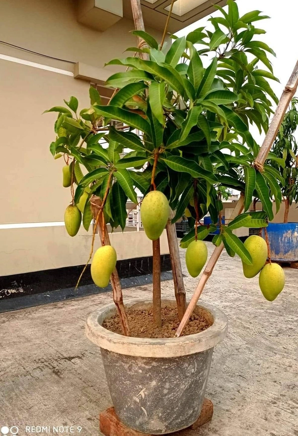 Catimon All Time Mango (3 Times Fruits / Year) 