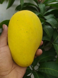 Catimon All Time Mango (3 Times Fruits / Year) 