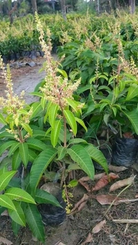 Catimon All Time Mango (3 Times Fruits / Year) 