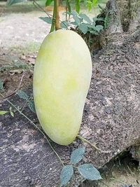 Catimon All Time Mango (3 Times Fruits / Year) 