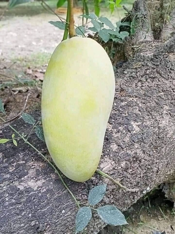 Catimon All Time Mango (3 Times Fruits / Year) 