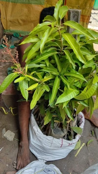 Nam Dokmai Mango