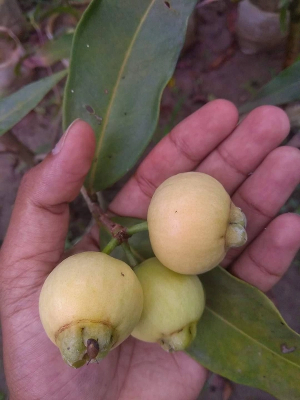 Rose Apple (Gulab Jam)