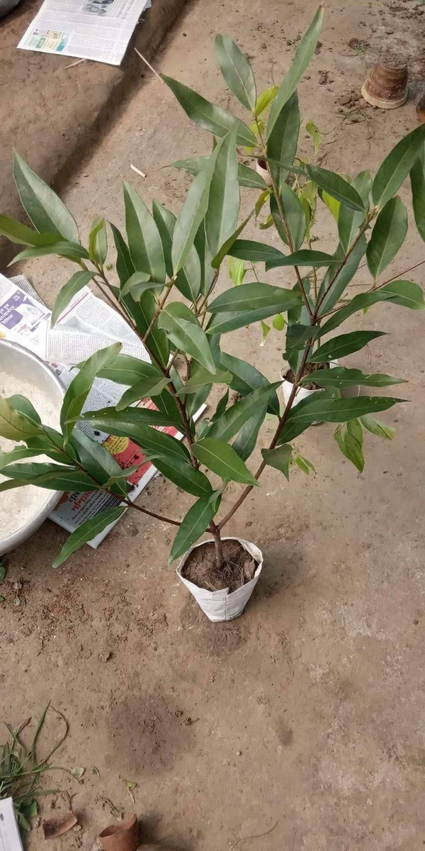 Rose Apple (Gulab Jam)