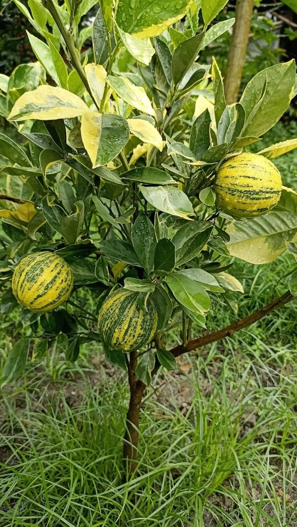 Variegated Malta Orange 