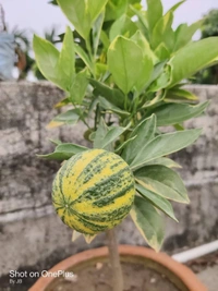 Variegated Malta Orange 
