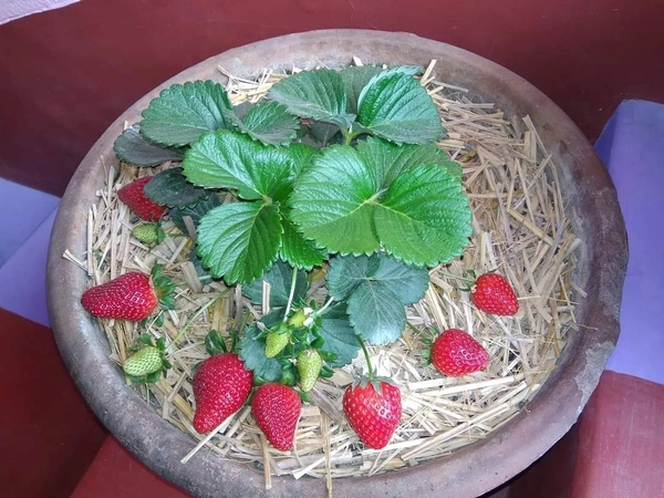 Strawberry ( American Festival ) - 3 Plants