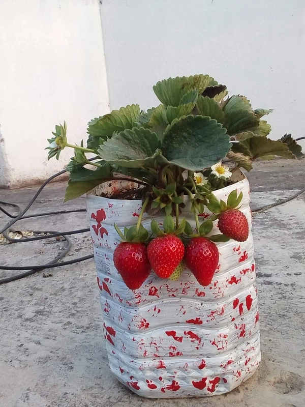 Strawberry ( American Festival ) - 3 Plants