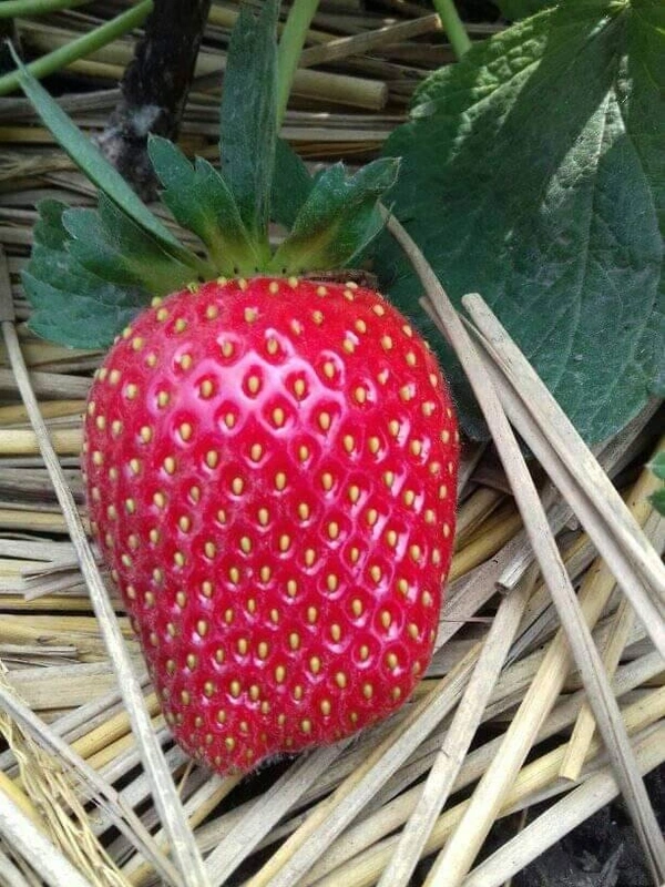 Strawberry ( American Festival ) - 3 Plants
