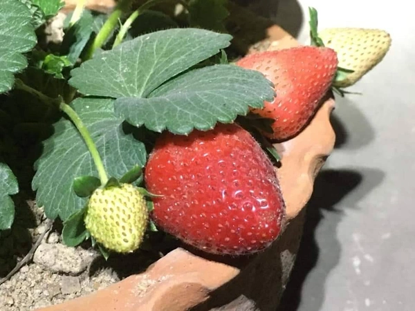 Strawberry ( American Festival ) - 3 Plants