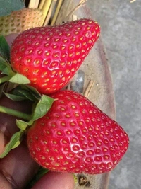 Strawberry ( American Festival ) - 3 Plants