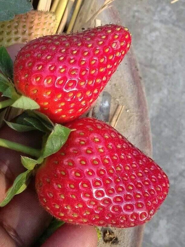 Strawberry ( American Festival ) - 3 Plants