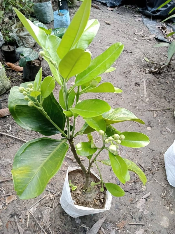 Thai Jambura (Pamelo)