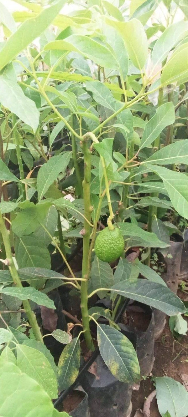 Avocado ( Hass ) 