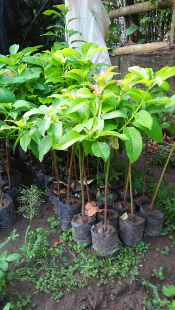 Avocado ( Hass ) 