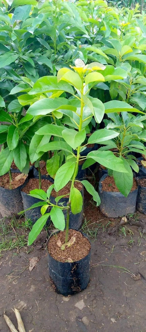 Avocado ( Hass ) 