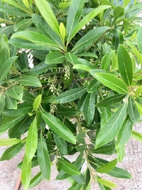 Sweet Olive 