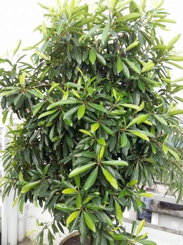 Sweet Olive 