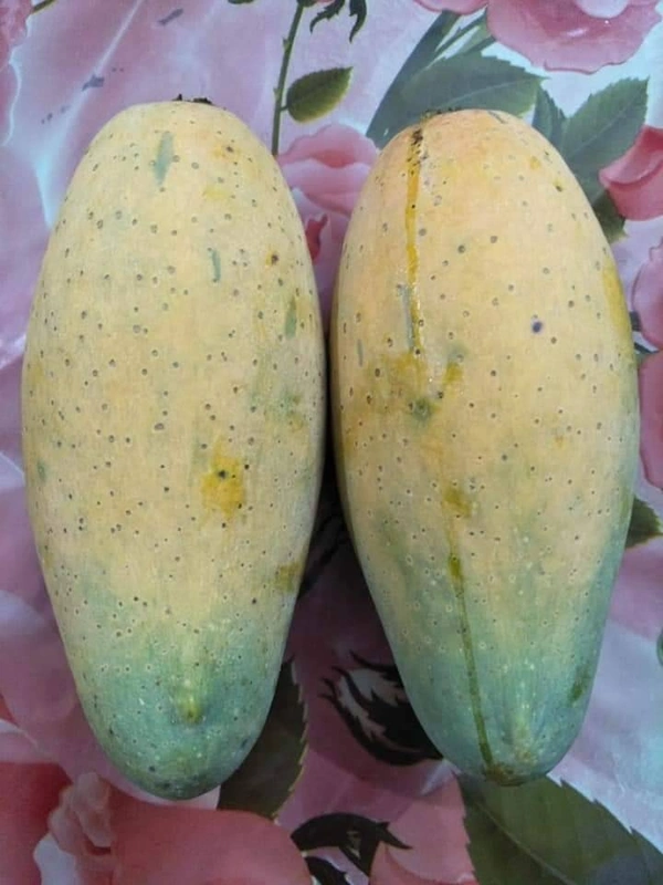 Dasheri Mango