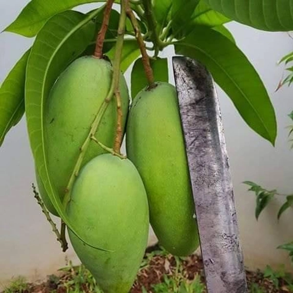 Dasheri Mango