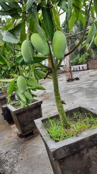 Dasheri Mango