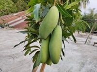 Dasheri Mango